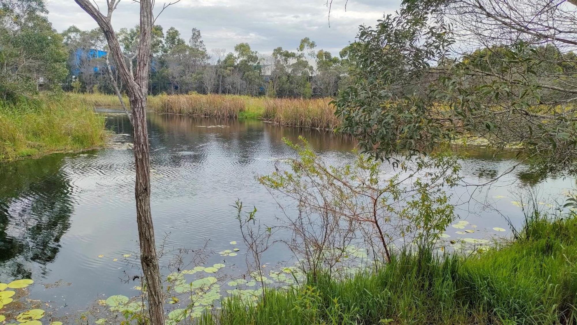 The Woodlands Hideaway - Premium Acreage Guesthouse Browns Plains Exterior foto